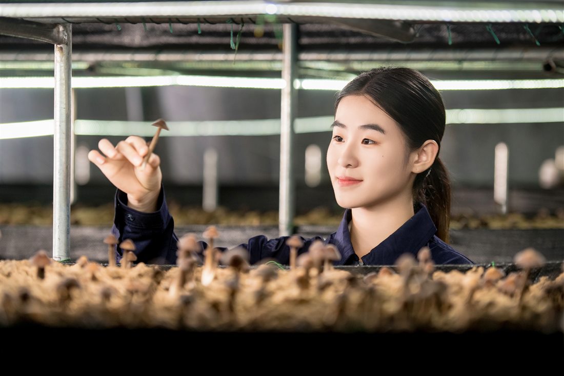 麻将胡了破解版(官方)最新IOS/安卓版/手机版APP下载